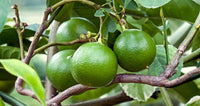 Natural Bergamot Flavor (1%)